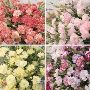Carnation Chabaud Variety: Orange Sherbet, Marie, La France, Benigna (100+ seeds per variety x4)
