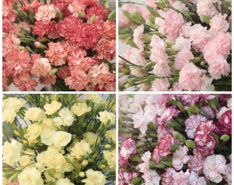 Carnation Chabaud Variety: Orange Sherbet, Marie, La France, Benigna (100+ seeds per variety x4)