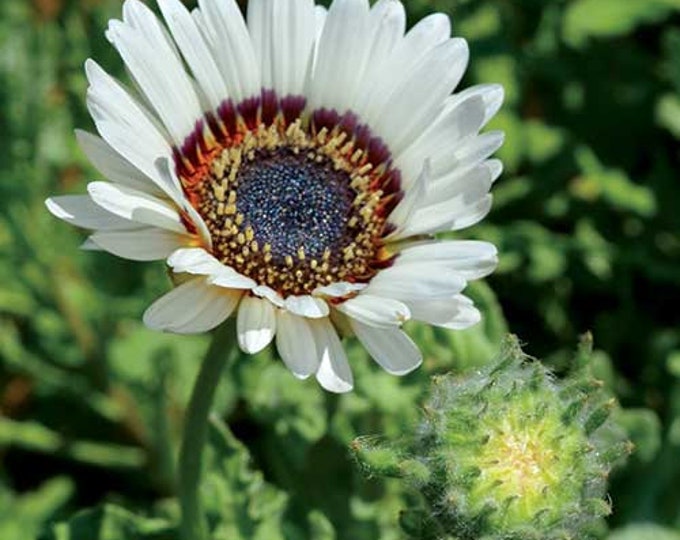 35 Zulu Prince Cape Daisy Seeds Etsy