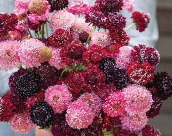 100+ Scabiosa Berry Mix seeds