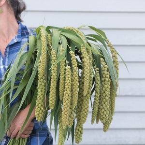 50+ Millet Lime Light Spray Seeds