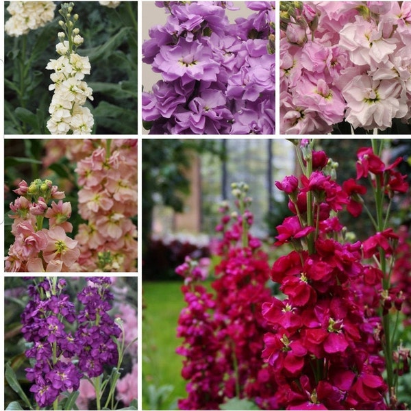 Katz Stock Seeds Variety: Cherry Blossom, Lavender Blue, Yellow, Apricot, Purple, Ruby (35 seeds for each variety ×6)