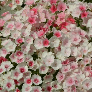 40 Phlox Blushing Bride seeds