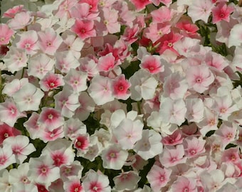 May include: A close-up image of a cluster of pink and white flowers. The flowers have five petals and are arranged in a dense cluster. The flowers are in full bloom and have a delicate, feminine appearance.