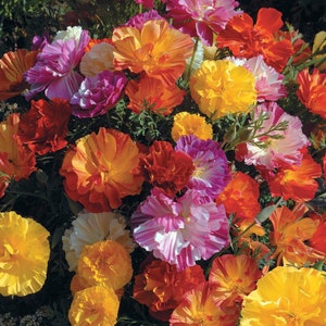50+ California Poppy Jelly Beans Mix seeds