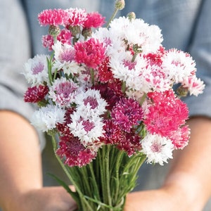 100+ Bachelors Button Classic Romantic Mix Seeds