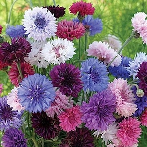 100+ Bachelors Button Tall Mix Seeds
