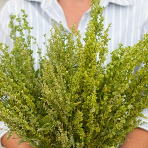 May include: A bunch of green leafy stems with small, round leaves. The stems are held in the hands of a person, but the person's hands are not visible in the image.