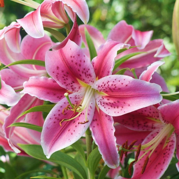 Stargazer Oriental Lily Bulb 