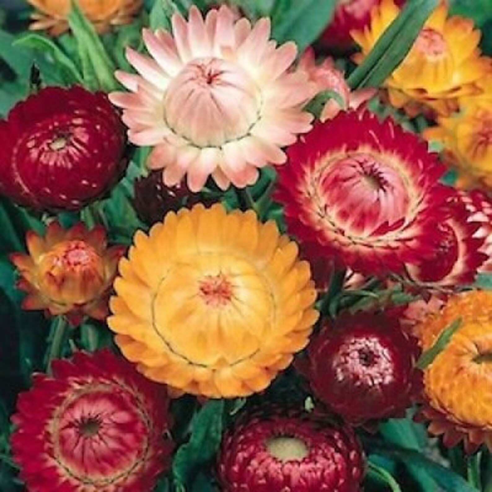 Strawflower Variety Sultane Mix Apricot/peach Purplered Etsy