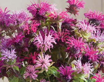 40 Monarda Panorama seeds