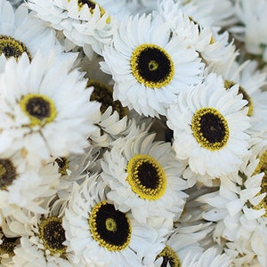 40 Helipterum Pierrot White Paper Daisy Seeds