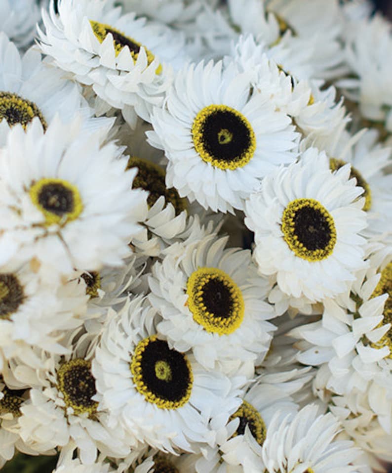 40 Pierrot white paper daisy seeds