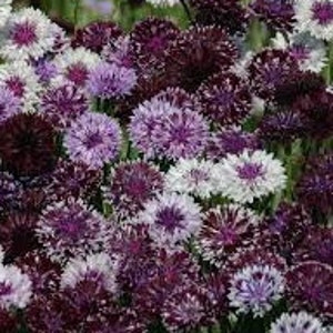 100+ Bachelors Button Classic Magic Mix Seeds