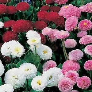 50+ English Daisy Mix Seeds