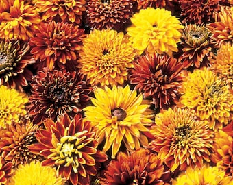 25 Rudbeckia Cherokee Sunset seeds