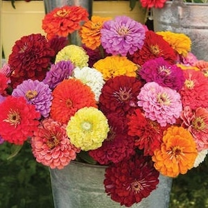 May include: A vibrant bouquet of zinnias in a galvanized metal bucket. The flowers display a variety of colors, including red, orange, yellow, pink, purple, and white. The blooms are densely packed, creating a full and textured arrangement.