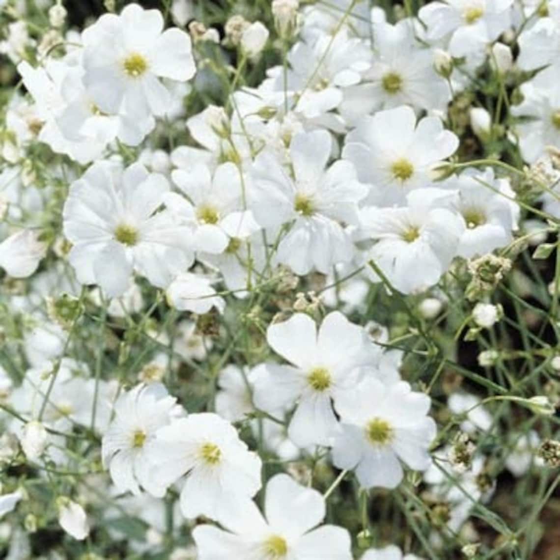 50 Gypsophila Covent Garden Market seeds Etsy