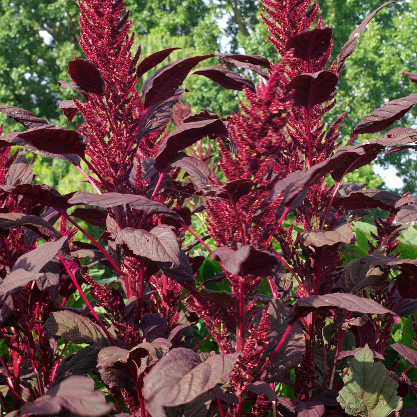 Amaranthus cruentus амарант. амарант вишневый бархат. амарант метельчатый оешберг. амарант метельчатый красный. амарант метельчатый ошберг.