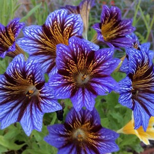 50 Salpiglossis Mix seeds image 5