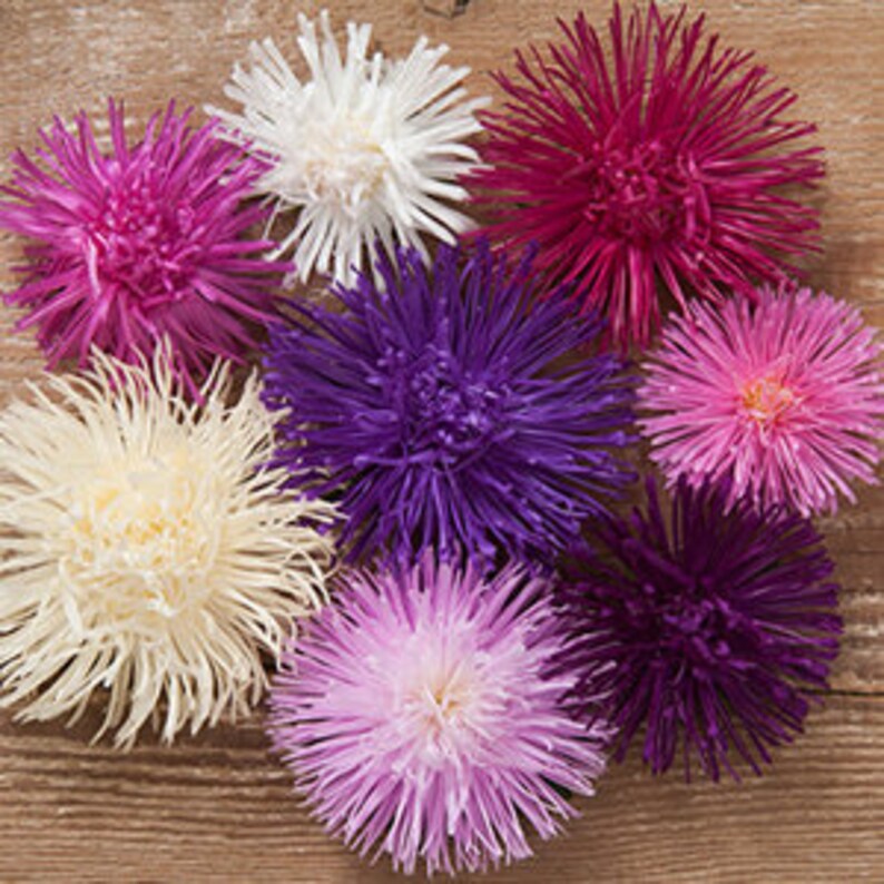 May include: Assortment of eight aster flowers in various shades of purple, pink, and white. The flowers have a spiky, star-shaped appearance.