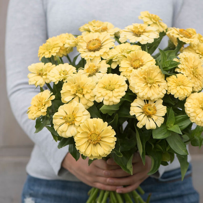 120 Zinnia Giant Dahlia Flowered Buttercream seeds image 2