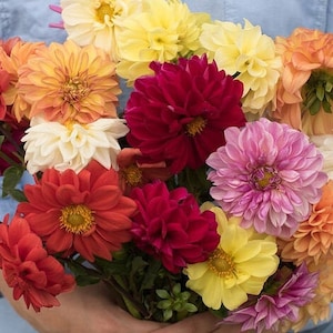 40 Dahlia Giant Mix seeds