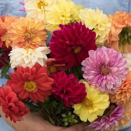 30 Giant Dahlia Showtime Mix Seeds Etsy