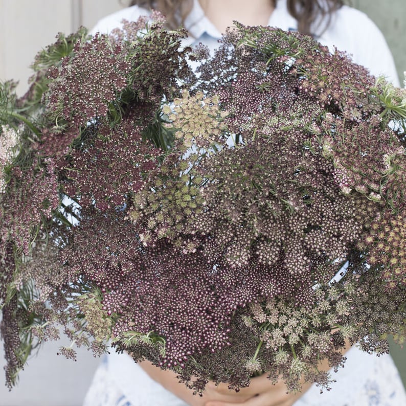 РђРјРјРё Daucus carota dara