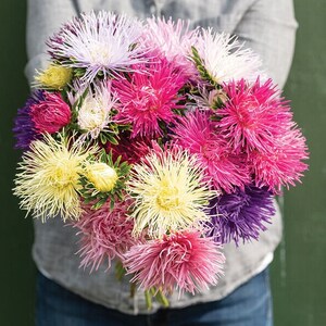 May include: A bouquet of colorful aster flowers in shades of pink, purple, white, and yellow. The flowers have a fluffy, feathery texture.