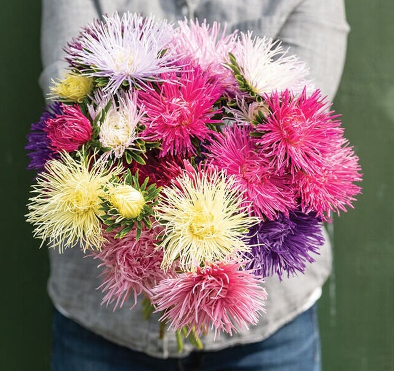 May include: A bouquet of colorful aster flowers in shades of pink, purple, white, and yellow. The flowers have a fluffy, feathery texture.