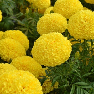 75+ Giant Crackerjack Mary Helen Marigold seeds