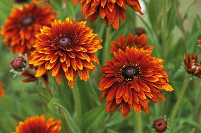 Rudbeckia Variety: Cherokee Sunset, Sahara, Gloriosa Double Daisy
