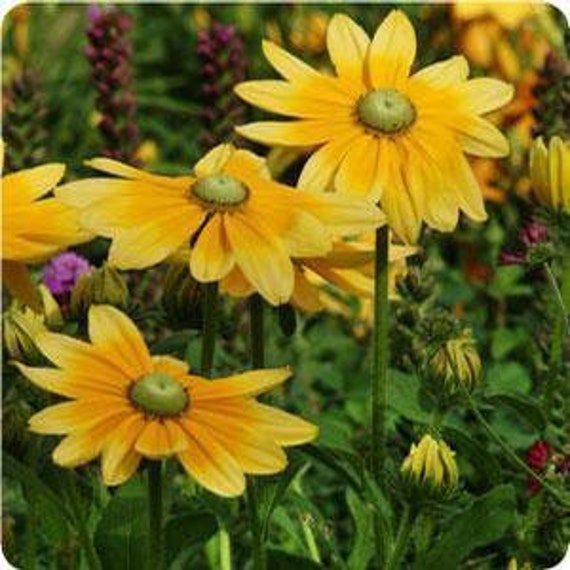 chickpea seeds for planting Chickpea seeds