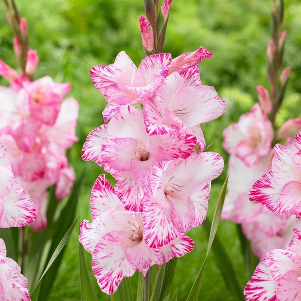 Gladiolus My Love Bulbs (5 Bulbs/Corms)