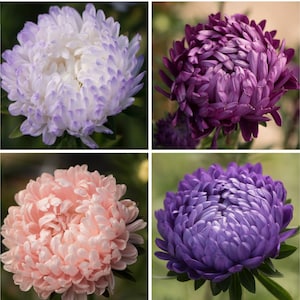 Tower Aster Variety: Silver, Violet, Chamois, Blue (25 seeds per variety ×4)