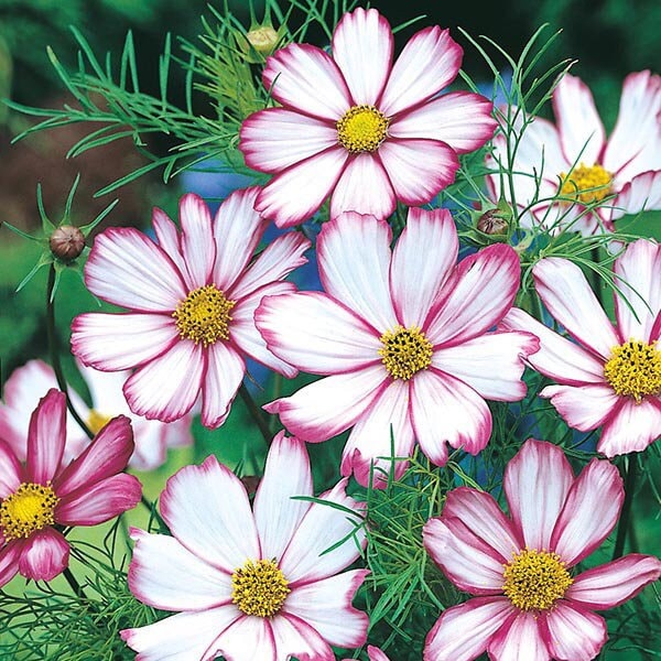 50 Cosmos Candy Stripe Seeds - Etsy