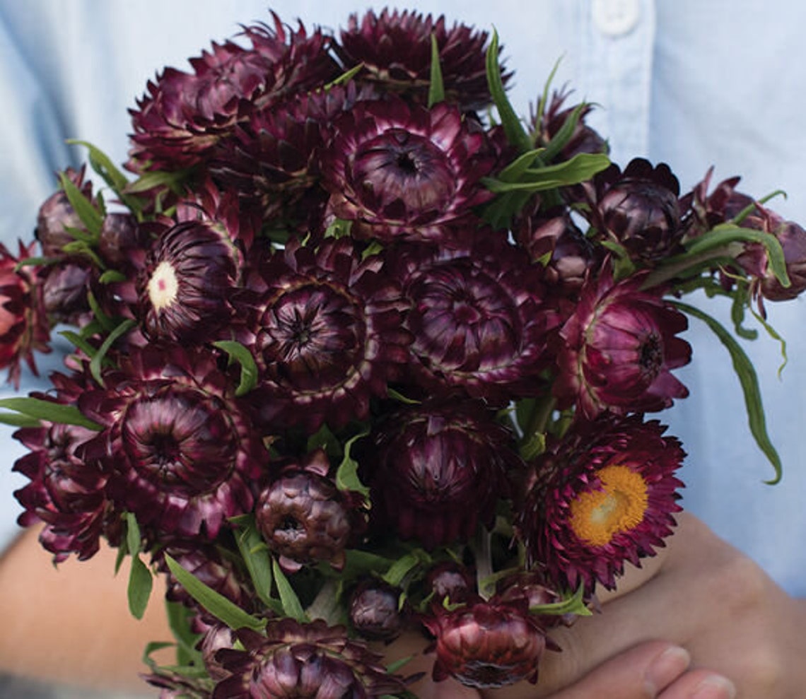 Strawflower Variety Sultane Mix Apricot/peach Purplered Etsy