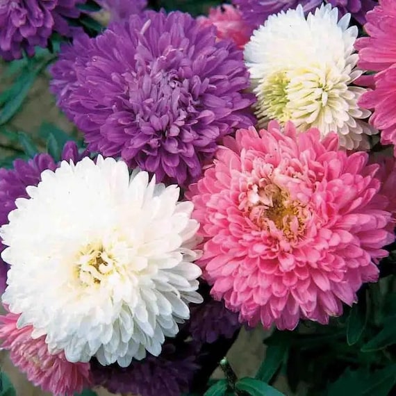 Annual Flower UK SELLER 50 Seeds of Aster China Single Mixed 