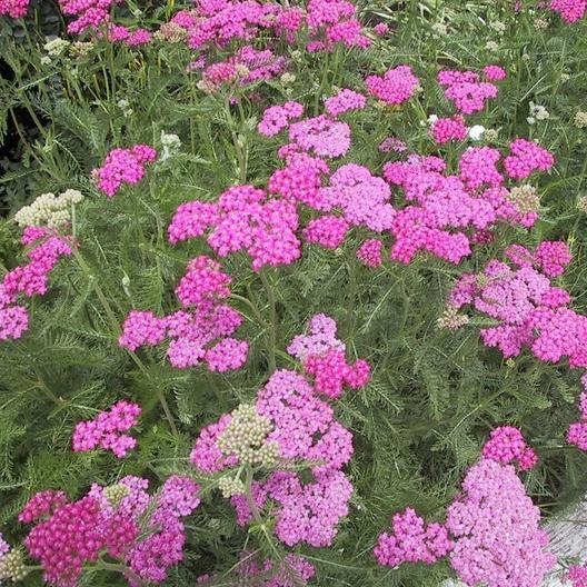 50 Yarrow Cerise Queen Seeds - Etsy