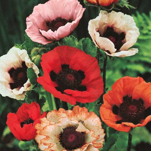 50+ Giant Hybrids Orientale Poppy seeds