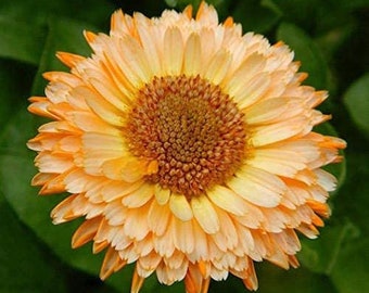 May include: A close-up of a single orange and yellow calendula flower with a brown center. The flower has many petals and is in full bloom.
