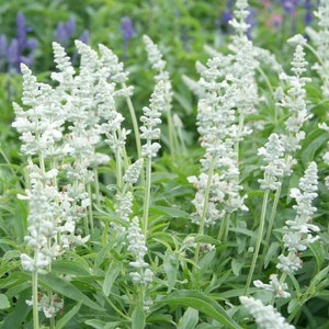50 semillas de salvia blanca Victoria