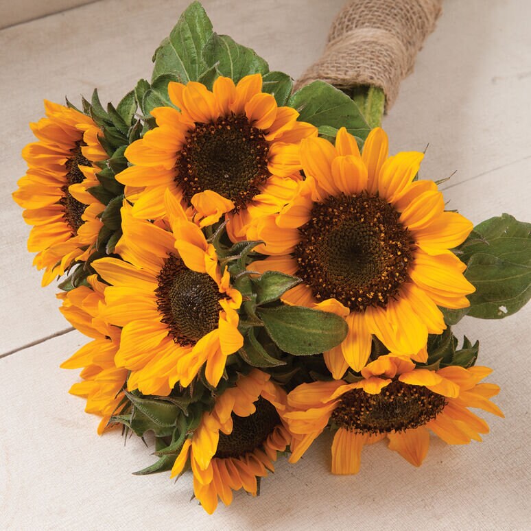 25 Sunflower Sonja seed Etsy