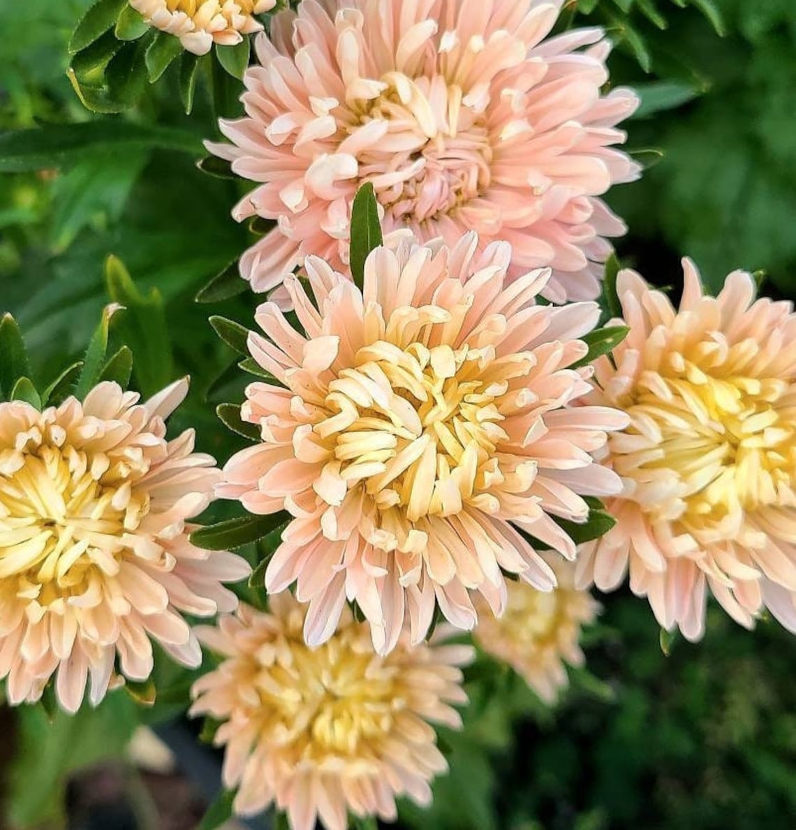 30 King Apricot Aster Seeds Etsy