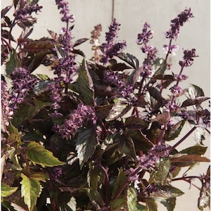 75 Aromatto Basil seeds