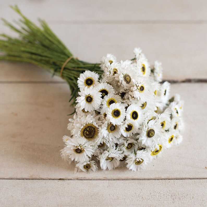 40 Pierrot white paper daisy seeds