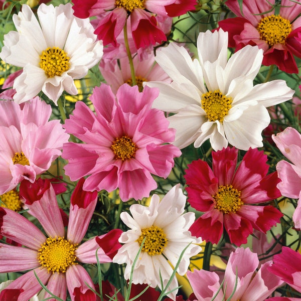 50 Cosmos Seashells Mix seeds