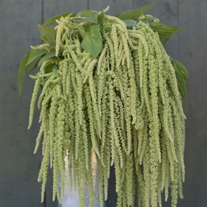 100+ Amaranth Emerald Tassels Seeds