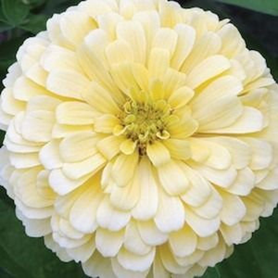 40 Zinnia 'Deep Red Giant Dahlia' Flowered Seeds – Open-Pollinated – Easy To Grow Annual